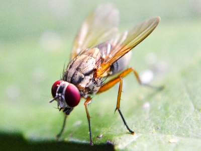 How to Identify Fruit Flies How to Identify Fruit Flies