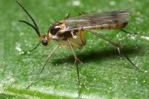 How to Identify Fungus Gnats