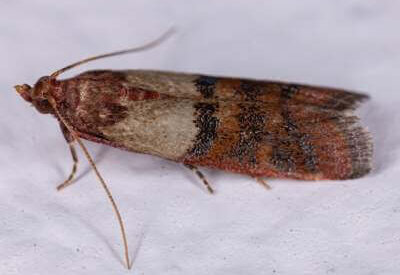 How to Identify a Moth