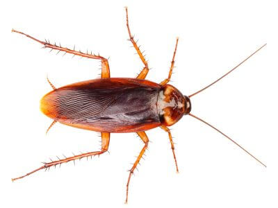 How to Identify a American Cockroach How to Identify a American Cockroach