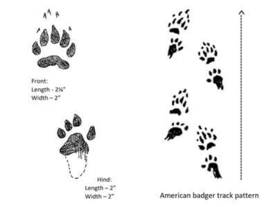 Badger Tracks Illustration of Badger Tracks by Dan Goodman