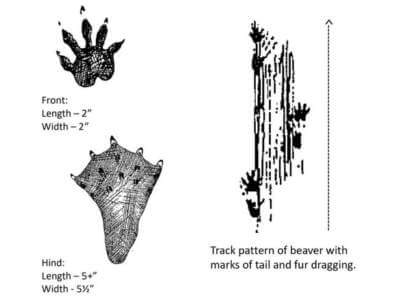 Beaver Tracks Illustration of Beaver Tracks by Dan Goodman