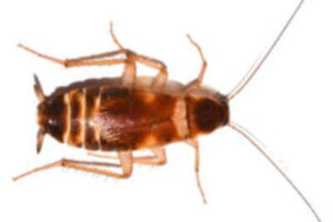 How to Identify a Brown Banded Cockroach