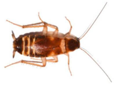 How to Identify a Brown Banded Cockroach How to Identify a Brown Banded Cockroach