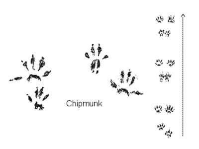 Chipmunk Tracks Illustration of Chipmunk Tracks by Backyard Nature