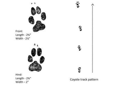 Coyote Tracks Illustration of Coyote Tracks by Dan Goodman