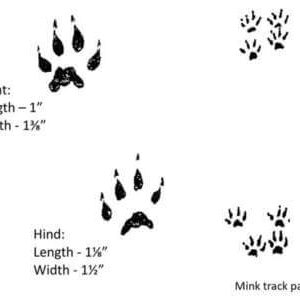 Illustration of Mink Tracks by Dan Goodman