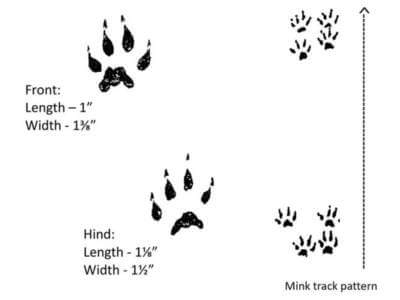 Mink Tracks Illustration of Mink Tracks by Dan Goodman