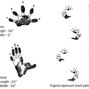 Illustration of Opossum Tracks by Dan Goodman