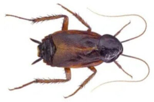 How to Identify a Oriental Cockroach