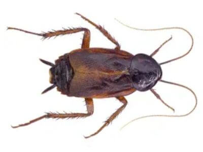 How to Identify a Oriental Cockroach How to Identify a Oriental Cockroach
