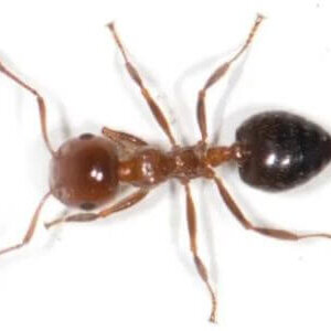 How to Identify Acrobat Ants