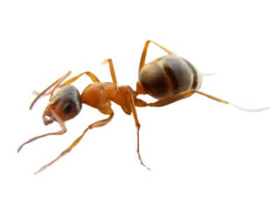 How to Identify Field Ants How to Identify Field Ants