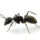 How to Identify Odorous House Ants