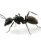 How to Identify Odorous House Ants