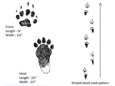 Skunk Tracks Illustration of Skunk Tracks by Dan Goodman