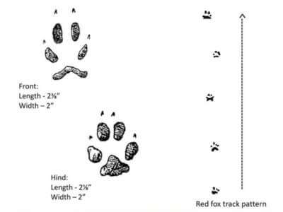 Red Fox Tracks Illustration of Red Fox Tracks by Dan Goodman