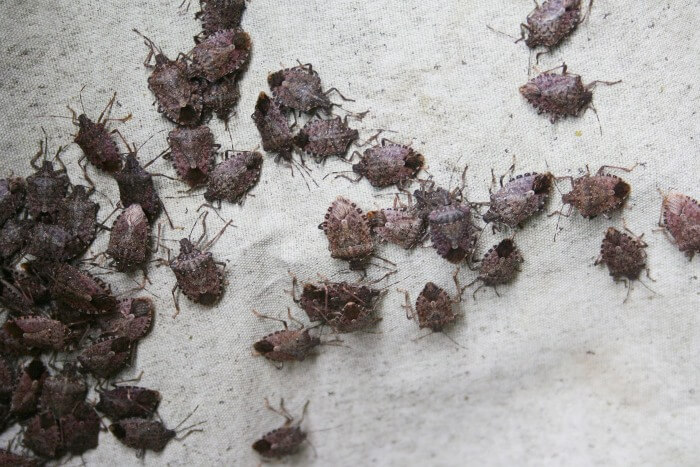 Multiple Stink bugs - Get Rid of Stink bugs in WI