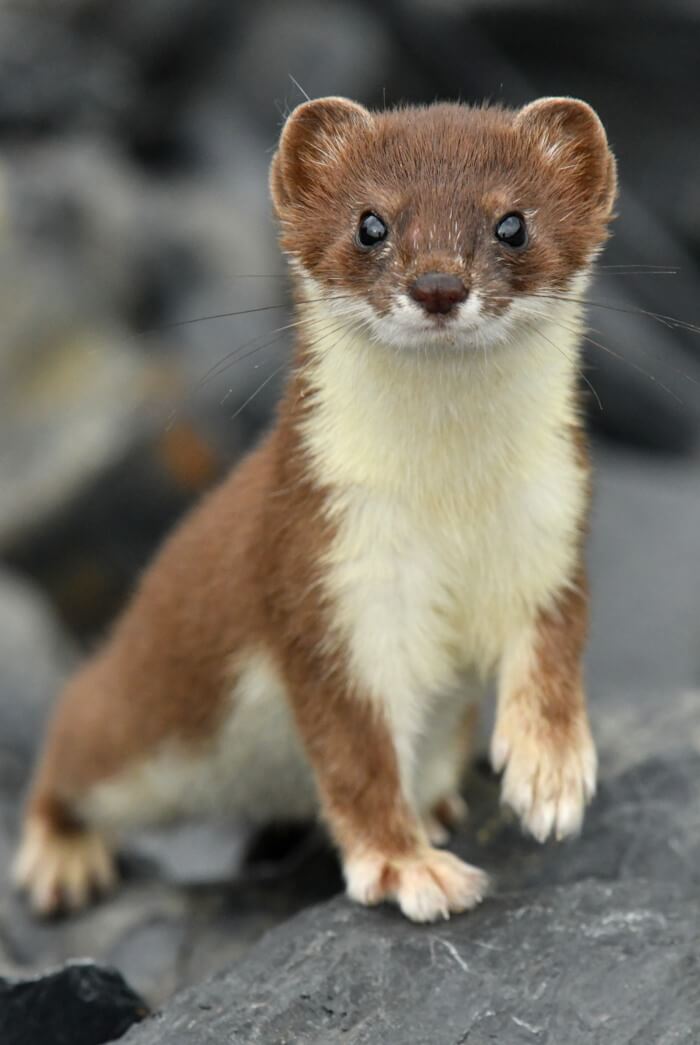 Weasel Looking at the Camera- Advanced wildlife & Pest Control