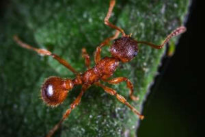 Close-up of an ant showing its small size, six legs, segmented body, and bent antennae.
