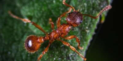 How to Identify Ants How to Identify Ants