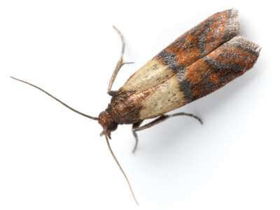 How to Identify an Indian Meal Moth How to Identify an Indian Meal Moth