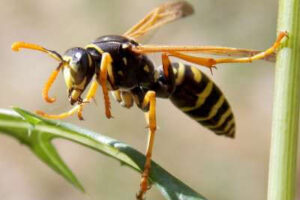 How to Identify a Paper Wasp Close-up of a paper wasp with a slim elongated body, yellow and brown markings, long legs hanging downward, and narrow folded wings.
