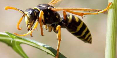 How to Identify a Paper Wasp