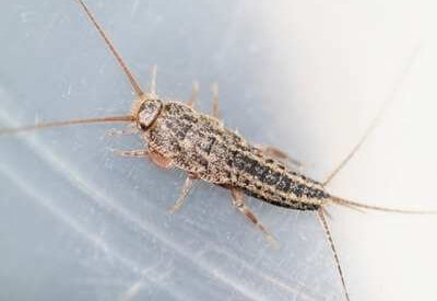 How to Identify a Silverfish