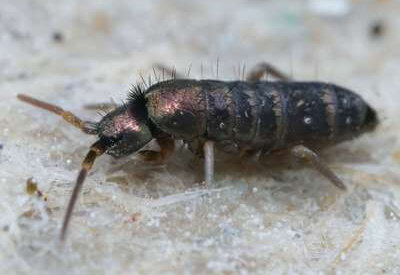 How to Identify a Springtail