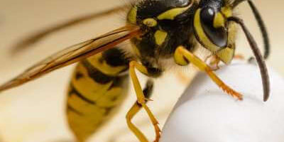 How to Identify a Yellow Jacket