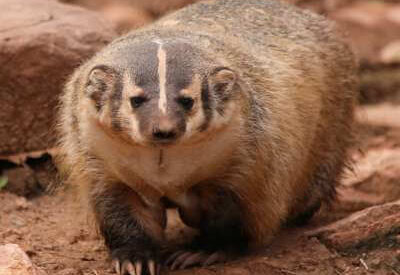 How to Identify an American Badger