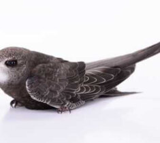 How to Identify Chimney Swifts