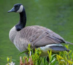 How to Identify a Canadian Goose