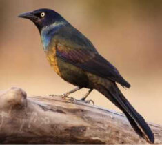 How to Identify Grackles