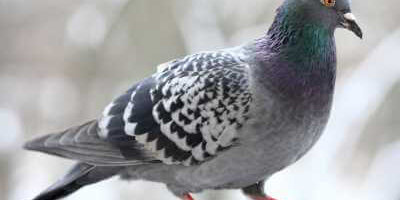 How to Identify Pigeons How to Identify Pigeons