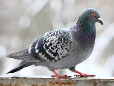 How to Identify Pigeons How to Identify Pigeons