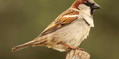 How to Identify Sparrows