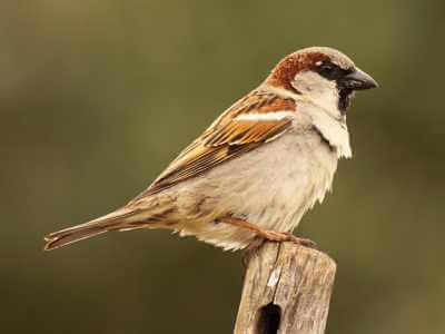 How to Identify Sparrows How to Identify Sparrows