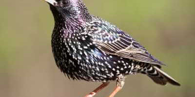 How to Identify Starlings