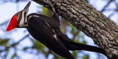 How to Identify Woodpeckers How to Identify Woodpeckers