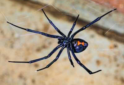 How to Identify a Black Widow Spider How to Identify a Black Widow Spider