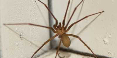 How to Identify a Brown Recluse Spider