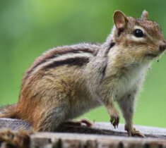 How to Identify a Chipmunk