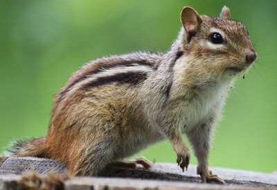How to Identify a Chipmunk