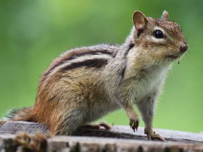How to Identify a Chipmunk How to Identify a Chipmunk