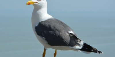 How to Identify Seagulls