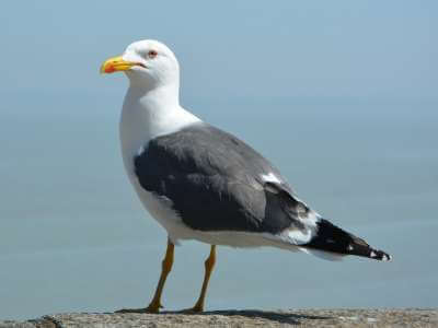 How to Identify Seagulls How to Identify Seagulls