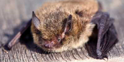 Little brown bat resting peacefully on a wooden surface in Milwaukee, WI