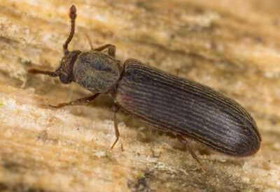 How to Identify a Powderpost Beetle
